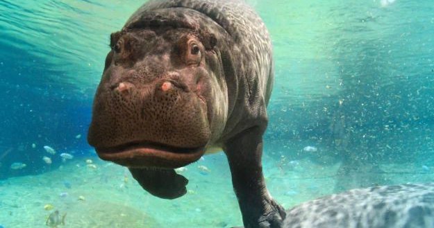 Adventure Aquarium in Camden celebrates Genny the hippo turning 22 in ...