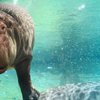 Genny Hippo Adventure Aquarium
