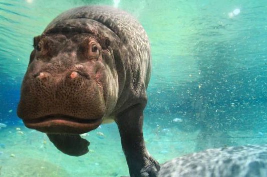 Genny Hippo Adventure Aquarium