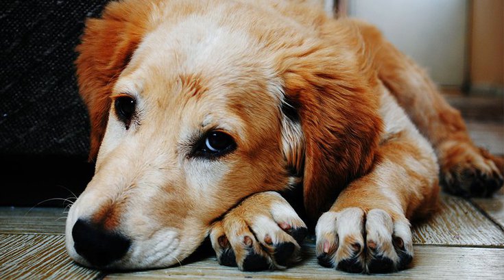 Dog Firework Safety Tips