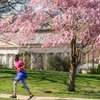Carroll - Woman Running and Exercising as Cherry Blossom Trees Bloom