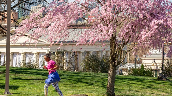 Carroll - Woman Running and Exercising as Cherry Blossom Trees Bloom
