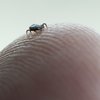 Lyme Disease Ticks
