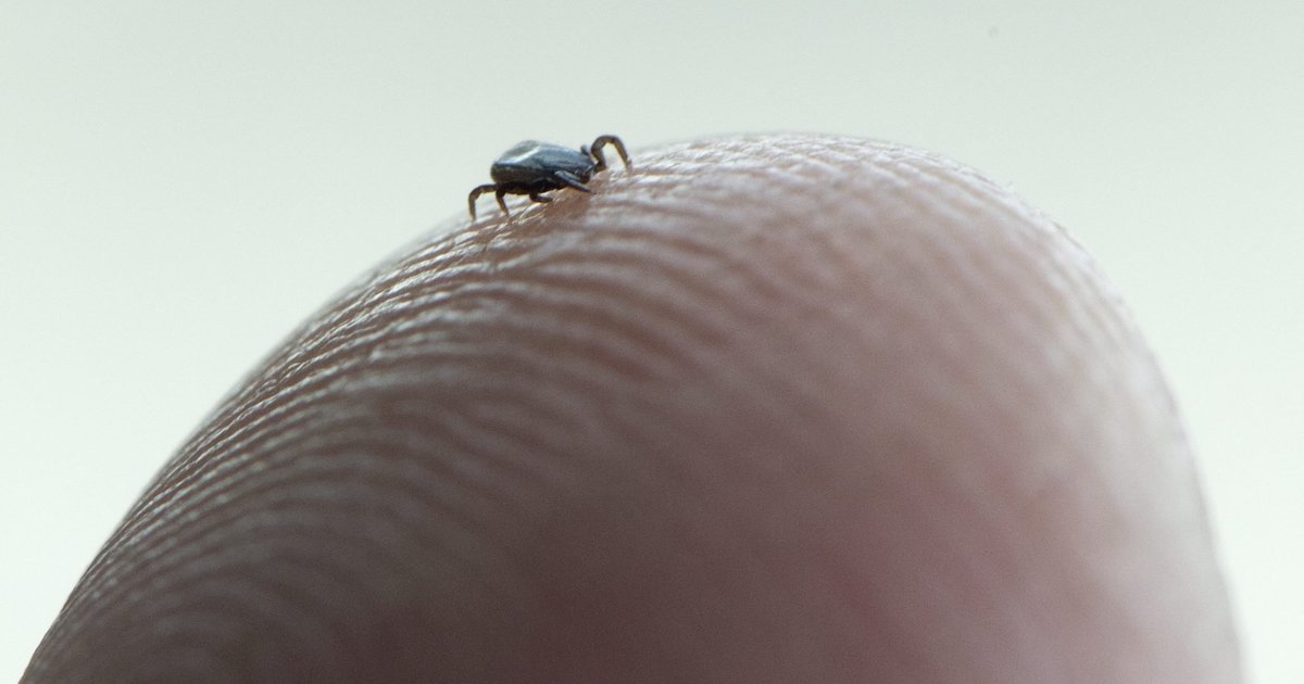 Pennsylvania has most lyme disease cases in the nation as tick season returns