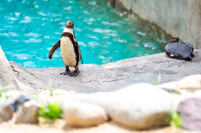 Carroll - Baby Penguins at Philadelphia Zoo