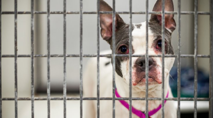 Carroll - ACCT Animal Shelter