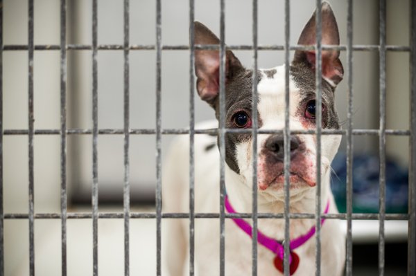 Carroll - ACCT Animal Shelter