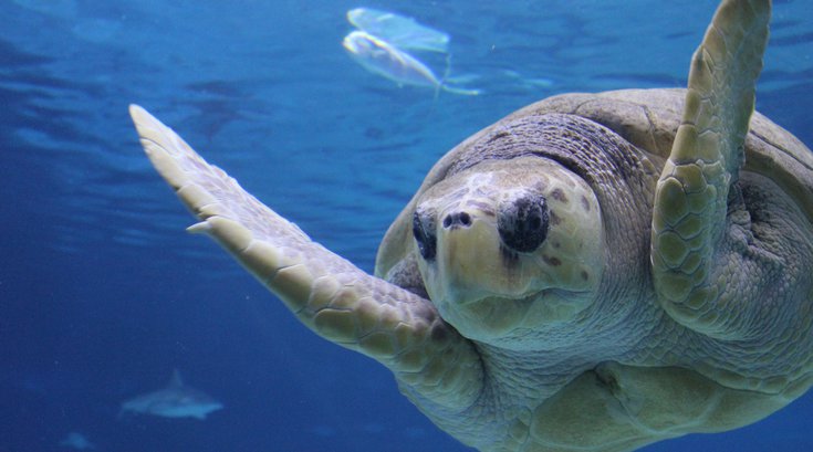 Adventure Aquarium
