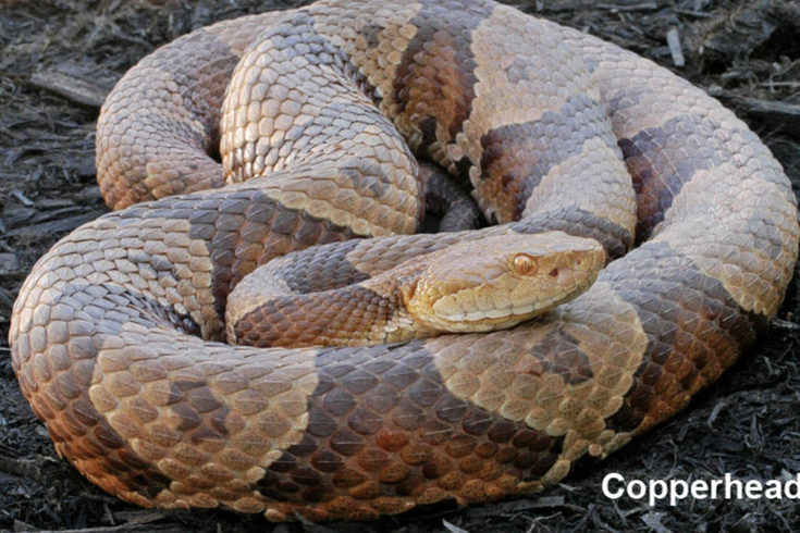Copperhead Snake Bucks County