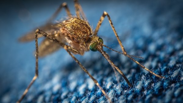 mosquito west nile virus indiana 