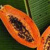papaya salmonella outbreak 