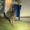 Emu Bucks County