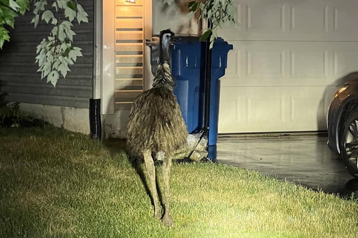 Emu Bucks County