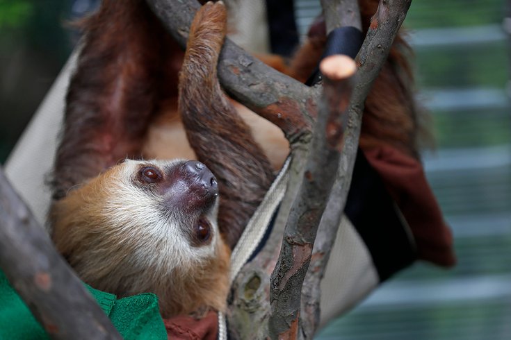 Philadelphia Zoo rolls out 24/7 Sloth Cam | PhillyVoice