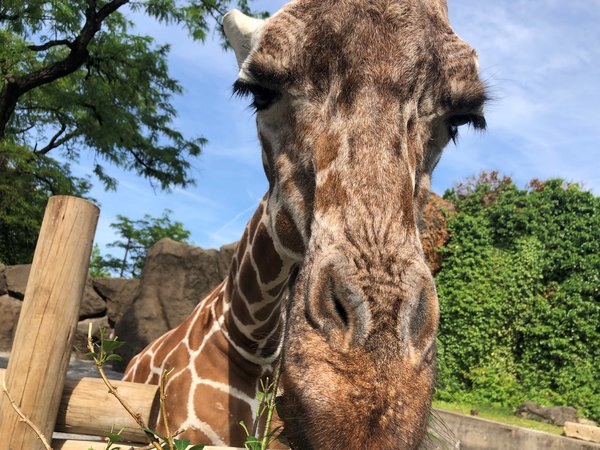 Giraffe Encounter