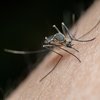 Catnip Deet Mosquitoes