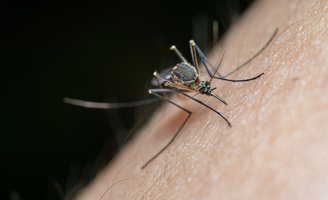 Catnip Deet Mosquitoes