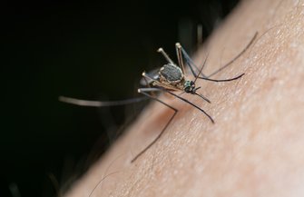 Catnip Deet Mosquitoes