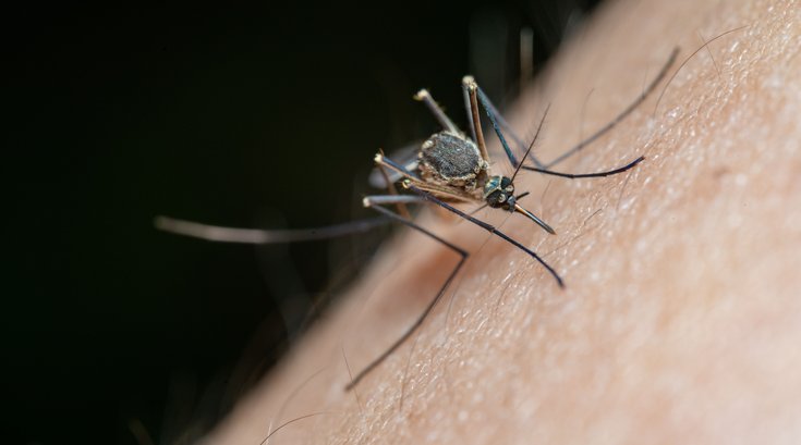 Catnip Deet Mosquitoes