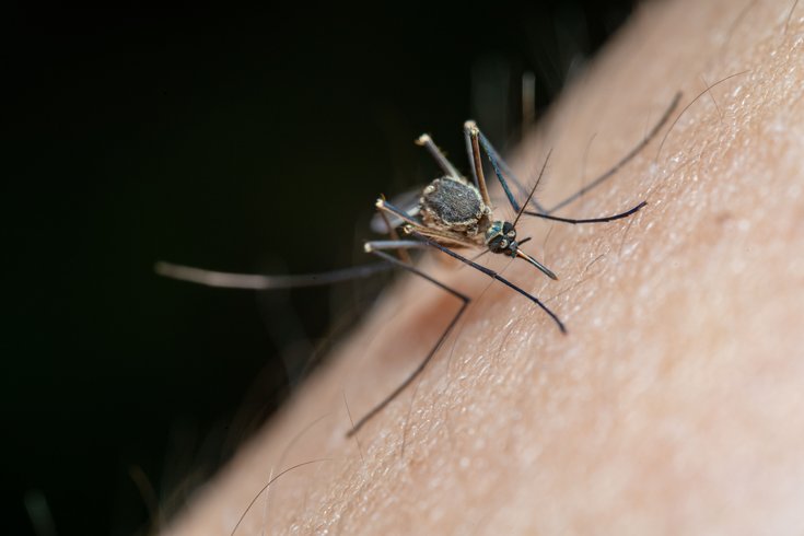 Catnip Deet Mosquitoes