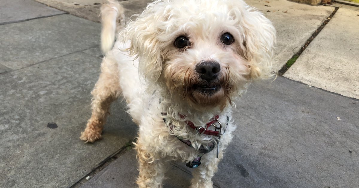 rescue mini poodle