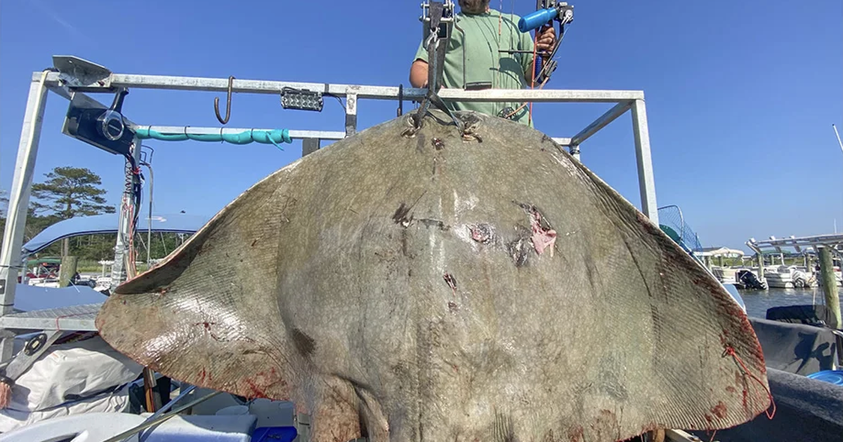 Record-breaking stingray caught by Pennsylvania bowfisherman in Delaware Bay - Vimarsana News