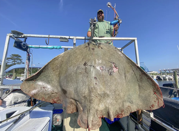 Record-breaking stingray caught by Pennsylvania bowfisherman in Delaware  Bay