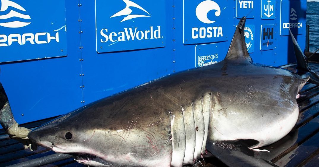 Just in time for Shark Week, a behemoth great white shark stopped on