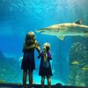 shark summer adventure aquarium