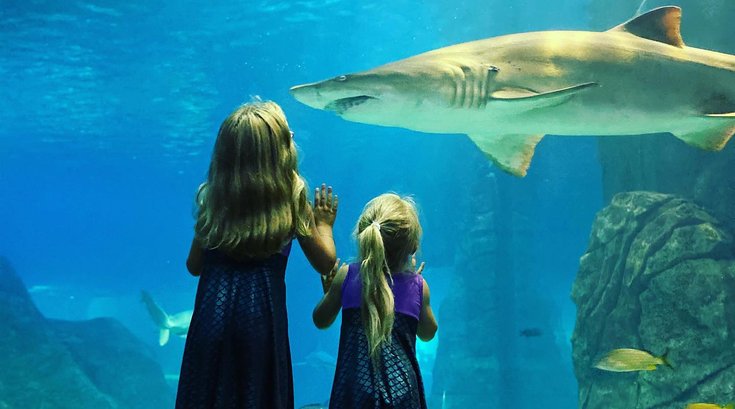 shark summer adventure aquarium