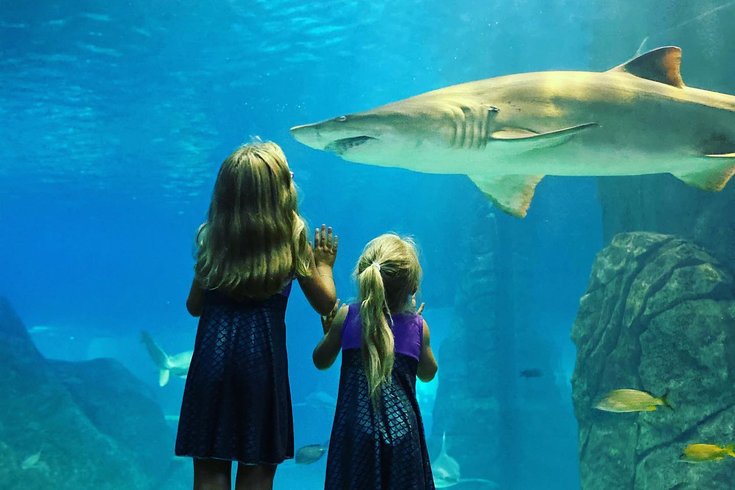 shark summer adventure aquarium