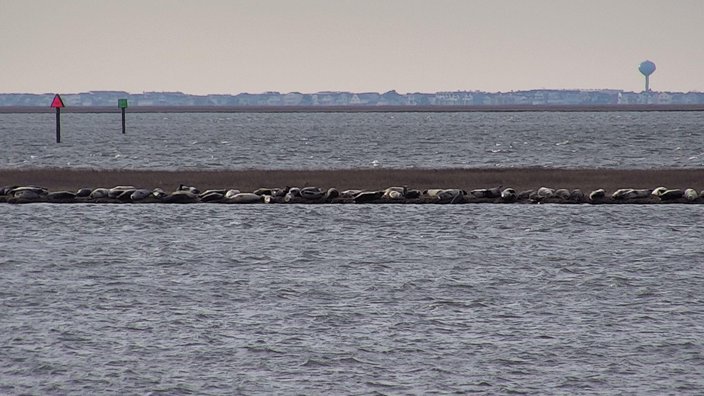 harbor seals great bay
