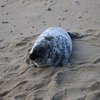 NJ harbor seals