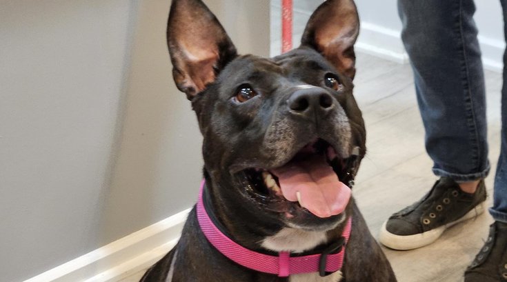 dog humane society atlantic county