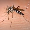 Mosquitoes West Nile