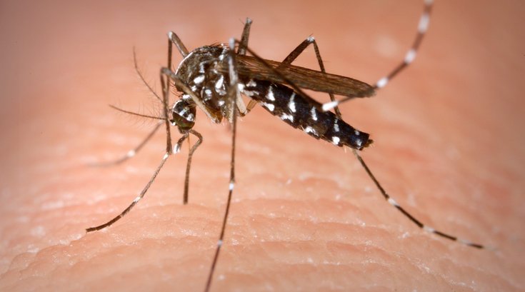 Mosquitoes West Nile