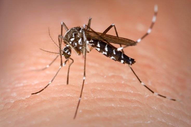 Mosquitoes West Nile