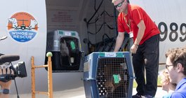 Dogs rescued Texas flood