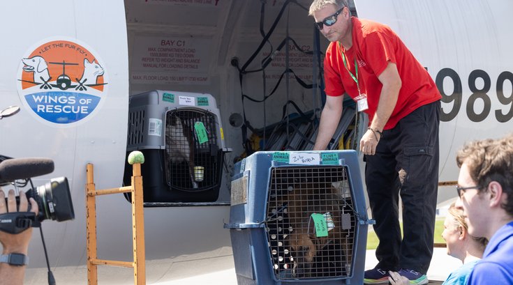 Dogs rescued Texas flood