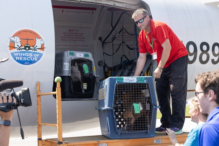 Dogs rescued Texas flood