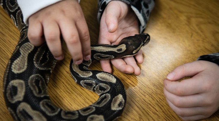 Police shoot snake to death