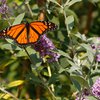 Monarch endangered species