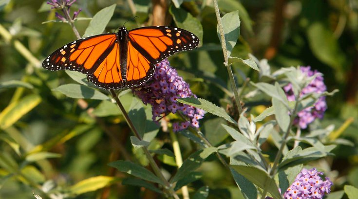 Monarch endangered species