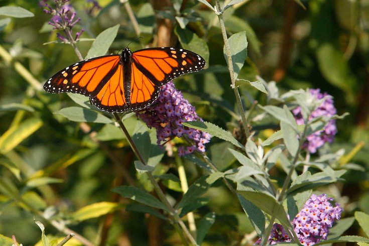 Monarch endangered species