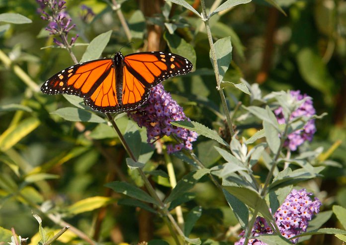 Monarch Butterflies Are Placed on IUCN Red List - The New York Times