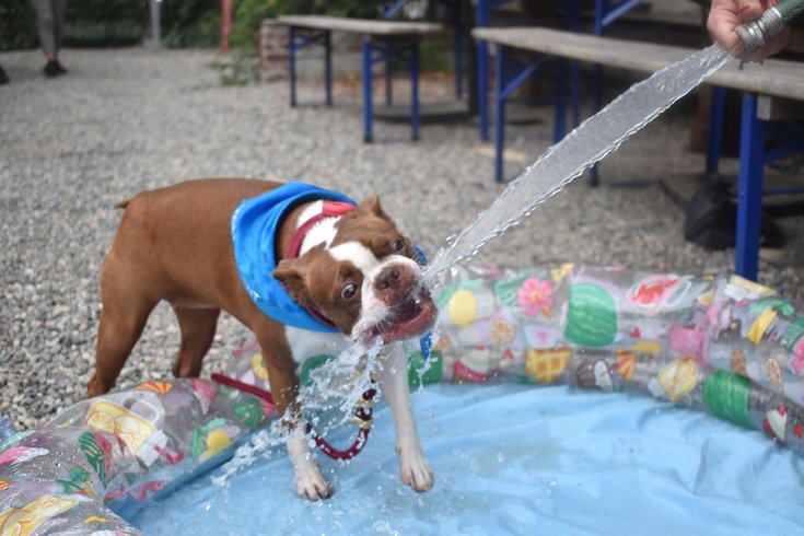 Dog pool party