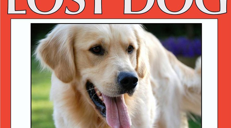 07242017_lost_dog