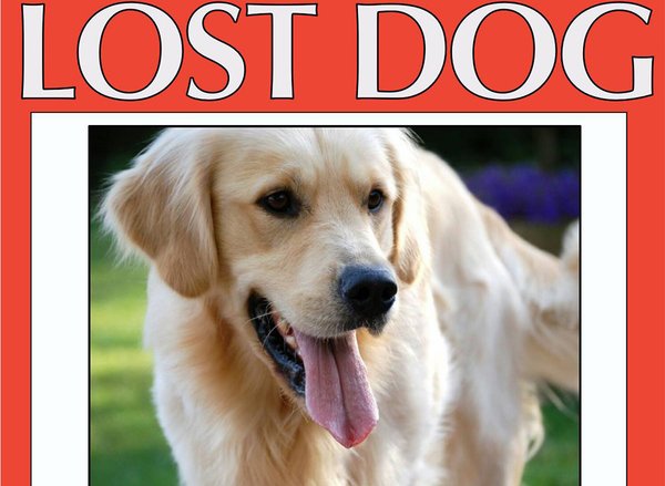07242017_lost_dog