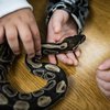Pennsylvania Snake Death