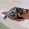Suds for Seals